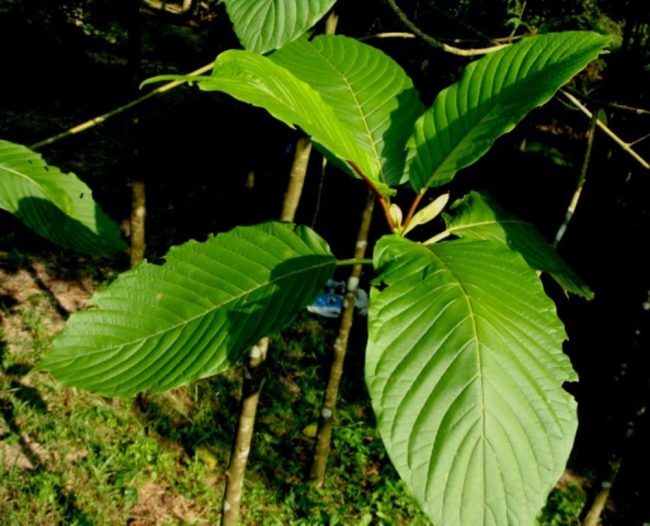 kratom