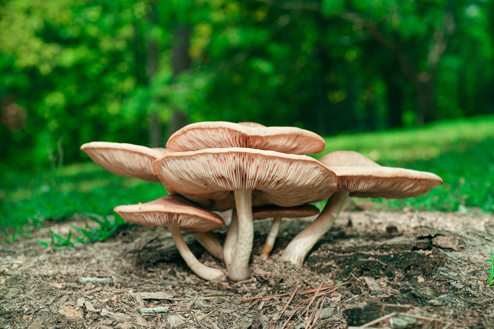 mushroom